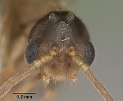 Cryptopone gilva casent0103825 head 1 by April Nobile. Used under a CC BY 4.0 license.