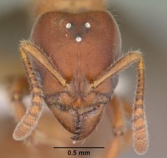 Cryptopone gilva casent0104163 head 1 by April Nobile. Used under a CC BY 4.0 license.