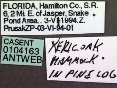 Cryptopone gilva casent0104163 label 1 by April Nobile. Used under a CC BY 4.0 license.