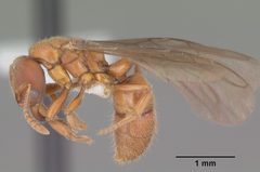 Cryptopone gilva casent0104163 profile 2 by April Nobile. Used under a CC BY 4.0 license.