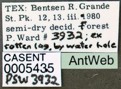 Hypoponera opaciceps casent0005435 label 1 by April Nobile. Used under a CC BY 4.0 license.