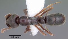 Hypoponera opaciceps casent0104662 dorsal 1 by April Nobile. Used under a CC BY 4.0 license.