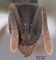 Hypoponera opaciceps casent0104662 head 1 by April Nobile. Used under a CC BY 4.0 license.