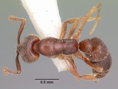 Hypoponera opaciceps casent0104663 dorsal 1 by April Nobile. Used under a CC BY 4.0 license.