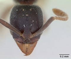 Hypoponera opaciceps casent0173292 head 1 by April Nobile. Used under a CC BY 4.0 license.