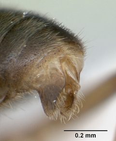 Hypoponera opaciceps casent0173293 profile 3 by April Nobile. Used under a CC BY 4.0 license.