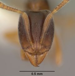 Hypoponera opacior casent0102905 head 1 by Jen Fogarty. Used under a CC BY 4.0 license.