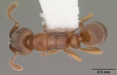 Hypoponera opacior casent0103952 dorsal 1 by April Nobile. Used under a CC BY 4.0 license.