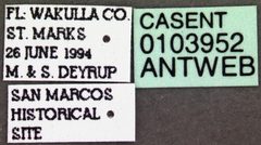 Hypoponera opacior casent0103952 label 1 by April Nobile. Used under a CC BY 4.0 license.