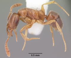 Hypoponera opacior casent0103966 profile 1 by April Nobile. Used under a CC BY 4.0 license.