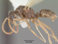 Hypoponera opacior casent0103967 profile 1 by April Nobile. Used under a CC BY 4.0 license.