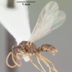 Hypoponera opacior casent0103967 profile 2 by April Nobile. Used under a CC BY 4.0 license.
