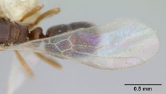 Hypoponera opacior casent0173295 dorsal 2 by April Nobile. Used under a CC BY 4.0 license.