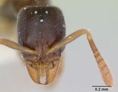 Hypoponera opacior casent0173295 head 1 by April Nobile. Used under a CC BY 4.0 license.