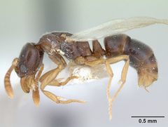 Hypoponera opacior casent0173295 profile 1 by April Nobile. Used under a CC BY 4.0 license.