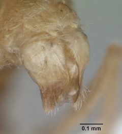 Hypoponera opacior casent0173296 profile 3 by April Nobile. Used under a CC BY 4.0 license.