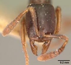 Hypoponera punctatissima indifferens casent0101016 head 1 by April Nobile. Used under a CC BY 4.0 license.