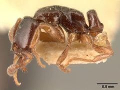 Hypoponera punctatissima indifferens casent0101016 profile 1 by April Nobile. Used under a CC BY 4.0 license.