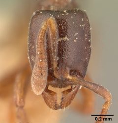 Hypoponera punctatissima indifferens casent0101017 head 1 by April Nobile. Used under a CC BY 4.0 license.