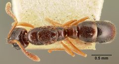 Hypoponera punctatissima indifferens casent0101793 dorsal 1 by April Nobile. Used under a CC BY 4.0 license.