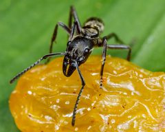 Neoponera villosa - inat 67997033 by {{{name}}}. Used under a CC BY-SA 4.0 license.