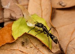 Neoponera villosa - inat 67997970 by {{{name}}}. Used under a CC BY-SA 4.0 license.