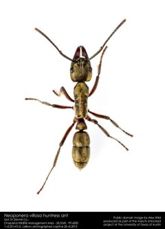 Neoponera villosa by Alex Hunt by Alex Hunt. Used under a CC0 license.