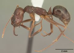 Odontomachus brunneus casent0104165 profile 1 by April Nobile. Used under a CC BY 4.0 license.
