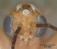 Odontomachus brunneus casent0104168 head 1 by April Nobile. Used under a CC BY 4.0 license.