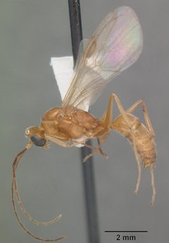 Odontomachus brunneus casent0104168 profile 2 by April Nobile. Used under a CC BY 4.0 license.
