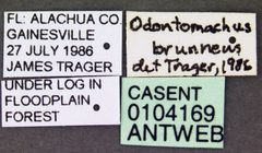 Odontomachus brunneus casent0104169 label 1 by April Nobile. Used under a CC BY 4.0 license.