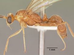 Odontomachus brunneus casent0104169 profile 1 by April Nobile. Used under a CC BY 4.0 license.