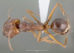 Odontomachus clarus casent0004300 dorsal 1 by wikipedia. Used under a CC BY 4.0 license.