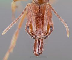 Odontomachus clarus casent0004300 head 1 by wikipedia. Used under a CC BY 4.0 license.