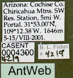 Odontomachus clarus casent0004300 label 1 by April Nobile. Used under a CC BY 4.0 license.