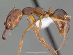 Odontomachus clarus casent0004300 profile 1 by wikipedia. Used under a CC BY 4.0 license.