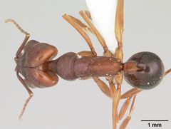 Odontomachus clarus casent0104735 dorsal 1 by April Nobile. Used under a CC BY 4.0 license.
