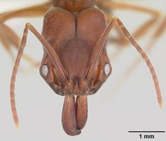 Odontomachus clarus casent0104735 head 1 by April Nobile. Used under a CC BY 4.0 license.