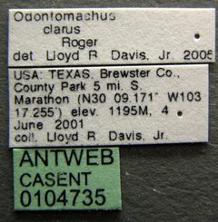 Odontomachus clarus casent0104735 label 1 by April Nobile. Used under a CC BY 4.0 license.