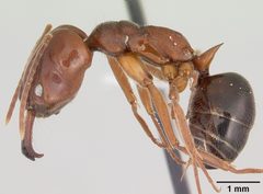 Odontomachus clarus casent0104735 profile 1 by April Nobile. Used under a CC BY 4.0 license.