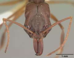 Odontomachus relictus casent0104172 head 1 by April Nobile. Used under a CC BY 4.0 license.