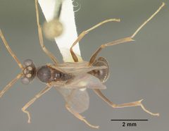 Odontomachus relictus casent0104175 dorsal 1 by April Nobile. Used under a CC BY 4.0 license.
