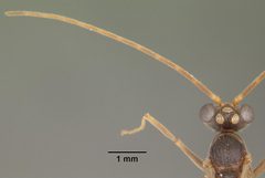Odontomachus relictus casent0104175 head 2 by April Nobile. Used under a CC BY 4.0 license.