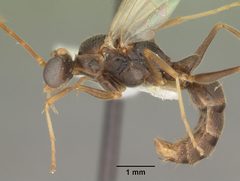 Odontomachus relictus casent0104175 profile 1 by April Nobile. Used under a CC BY 4.0 license.
