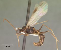 Odontomachus relictus casent0104175 profile 2 by April Nobile. Used under a CC BY 4.0 license.