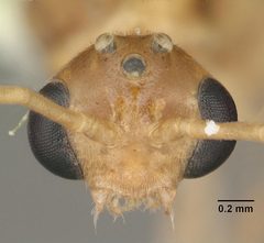 Odontomachus ruginodis casent0104177 head 1 by April Nobile. Used under a CC BY 4.0 license.