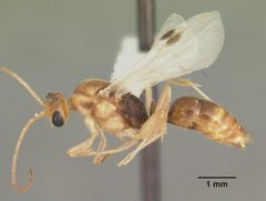 Odontomachus ruginodis casent0104177 profile 1 by April Nobile. Used under a CC BY 4.0 license.