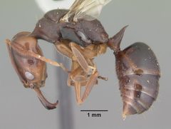Odontomachus ruginodis casent0104179 profile 1 by April Nobile. Used under a CC BY 4.0 license.