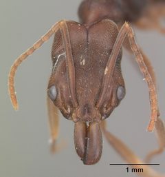 Odontomachus ruginodis casent0104183 head 1 by April Nobile. Used under a CC BY 4.0 license.