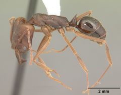 Odontomachus ruginodis casent0104183 profile 1 by April Nobile. Used under a CC BY 4.0 license.